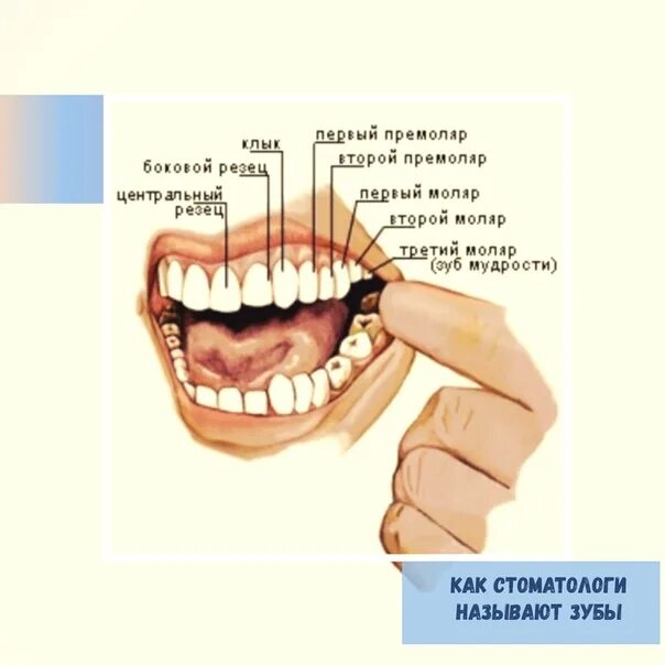 Болят зубы с правой стороны. Как называется 8 зуб у человека снизу. Челюсть человека с зубами мудрости. Восьмёрки у человека зубов мудрости.