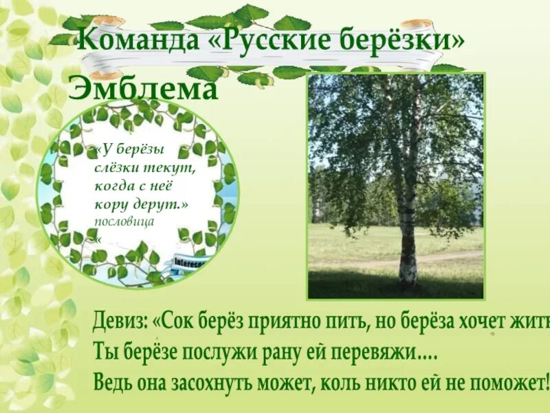 График работы березки