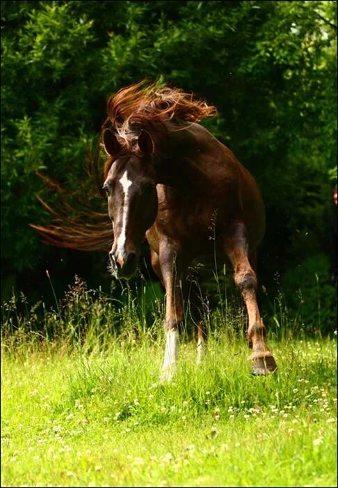 Horse diary. Дневник с лошадью. Дневник с лошадью. Лошадь джейн. Книги про лошадей.