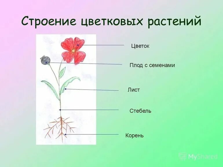 Установите соответствие корень лист. Зарисуйте схему строения цветковогора тения. Зарисуйте схему строения цветкового растения. Внешниестроения цветкого растния. Внешнее строение цветкового растения.