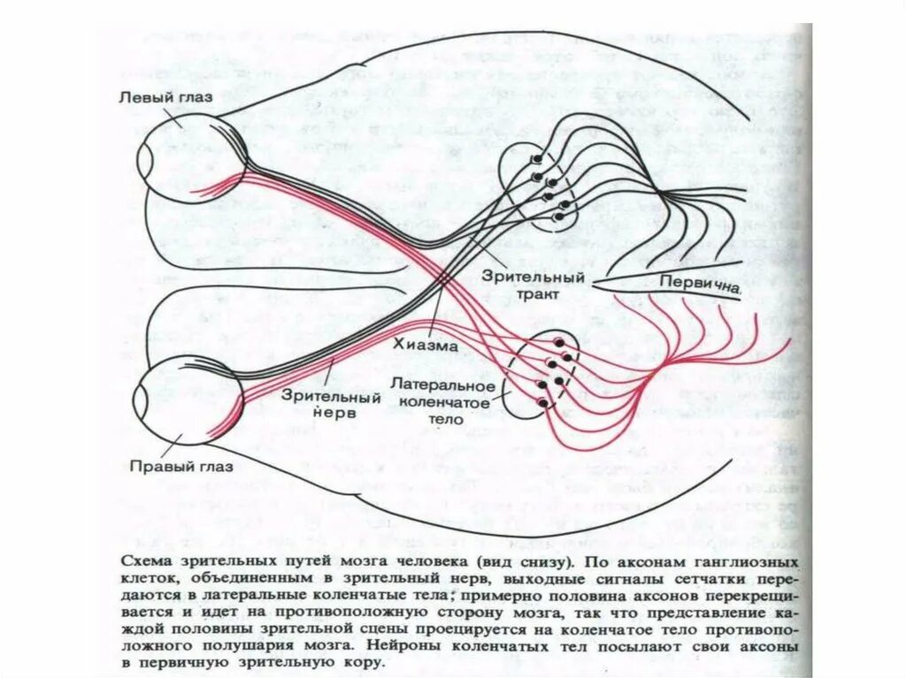 Схема проводящих путей зрительной системы. Зрительная сенсорная система зрительный нерв. Структурно-функциональная схема зрительного анализатора. Путь зрительного нерва схема. Пути глазки