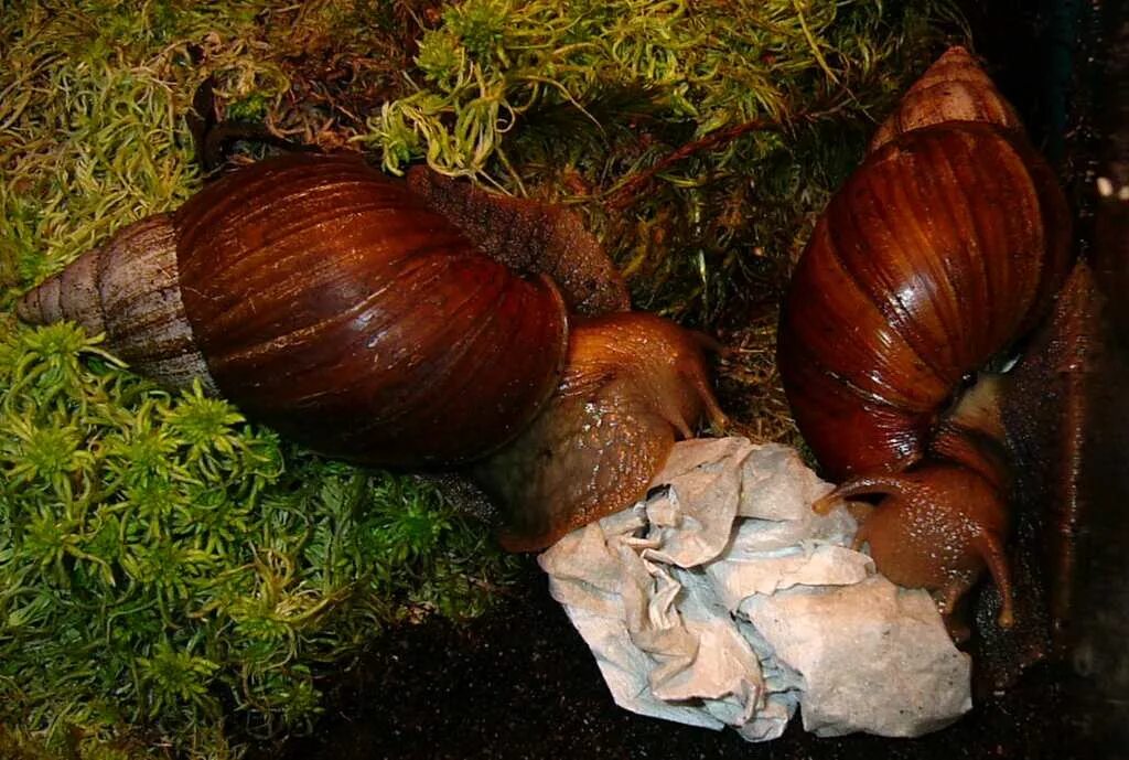 можно ли ахатинам яблоки. травка для ахатин улиток. виноградная ахатина. улитка ахатина раковина. сухопутная улитка ахатина.