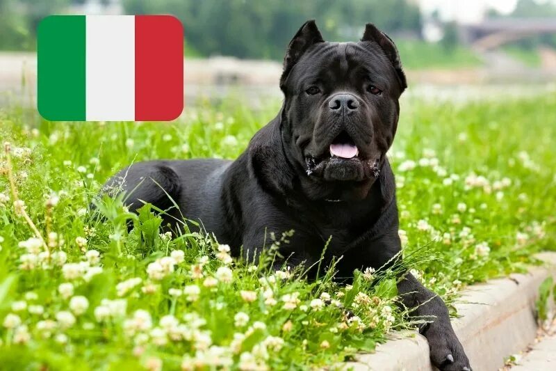 Cane Corso Cane corso, Dogs, Animals