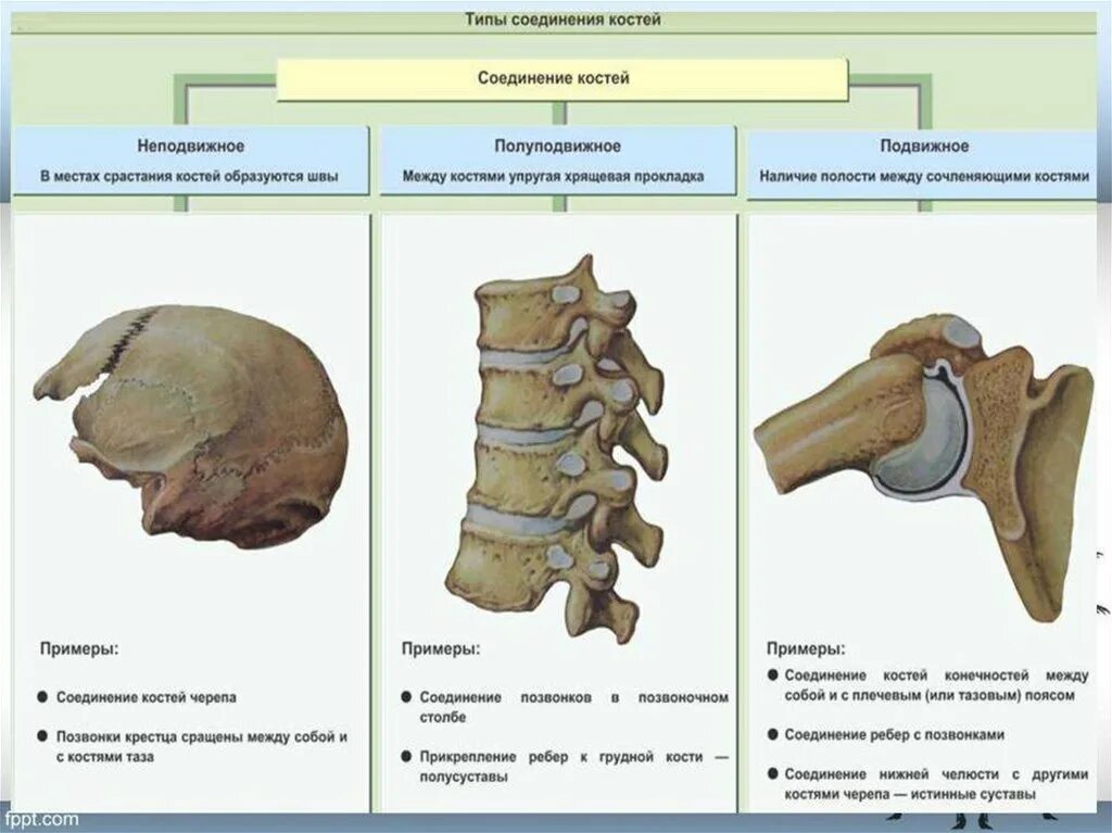 Подвижные и полуподвижные кости. Типы соединения костей скелета. Неподвижные полуподвижные и подвижные соединения костей. Подвижное неподвижное полуподвижное соединение костей таблица. Подвижный Тип соединения костей.