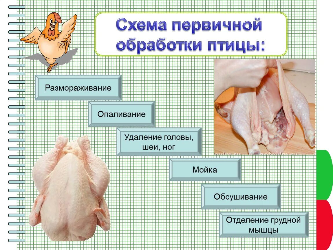 Схема первичной обработки птицы мороженой. Схема обработки пернатой дичи. Операции первичной обработки птицы. Схема механической кулинарной обработки сельскохозяйственной птицы. Этапы механической обработки замороженной птицы