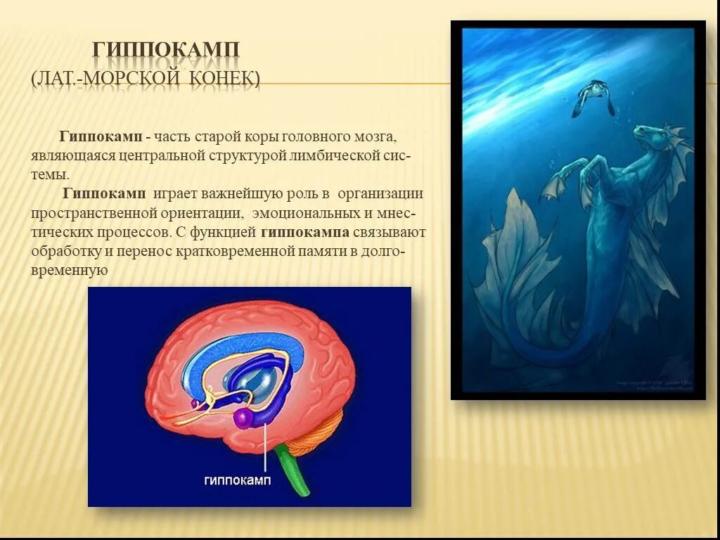 Повреждение гиппокампа. Гиппокамп аммонов Рог. Гиппокамп строение и функции. Гиппокамп (морской конёк, аммонов Рог. Гиппокамп анатомия функции.