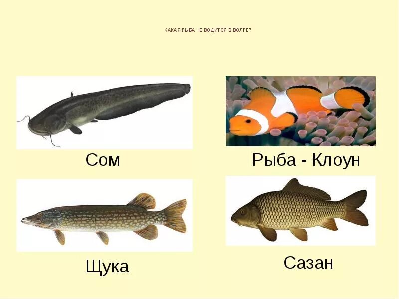 Рыбы которые обитают в Волге. Какие виды рыб водятся в Волге. Рыба Волга разнообразие. Породы рыб в Волге.