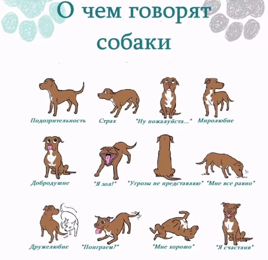 Прочитайте слова dog. Как понять собаку по хвосту. Поведение собак. Как определить настроения сабак. Язык поз собак.