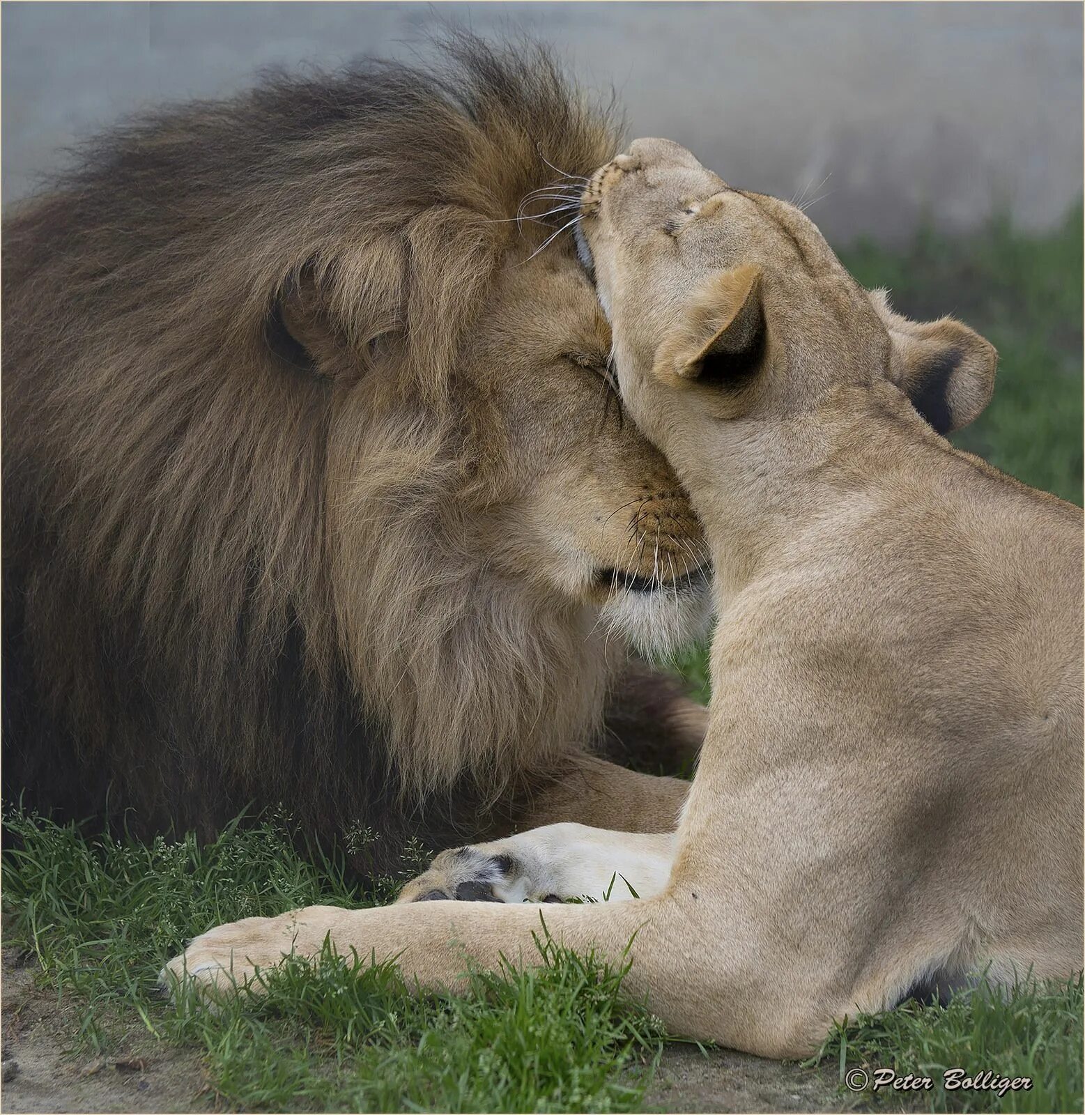 He love animals. Лев и львица. Нежность животные. Львы любовь. Животная любовь.