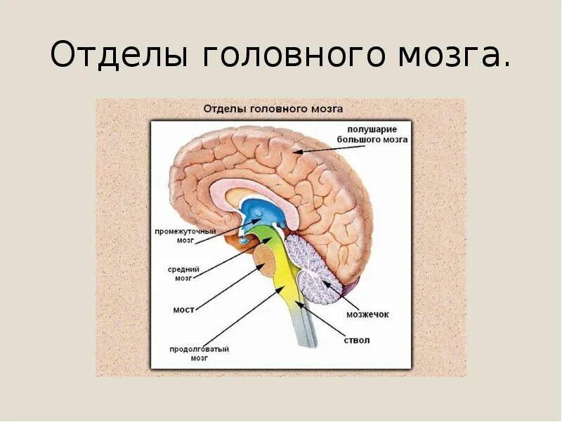 Название отделов головного мозга. Головной мозг отделы головного мозга. отделы головного мозга 5 отделов. перечислите 6 отделов головного мозга. отдел м.