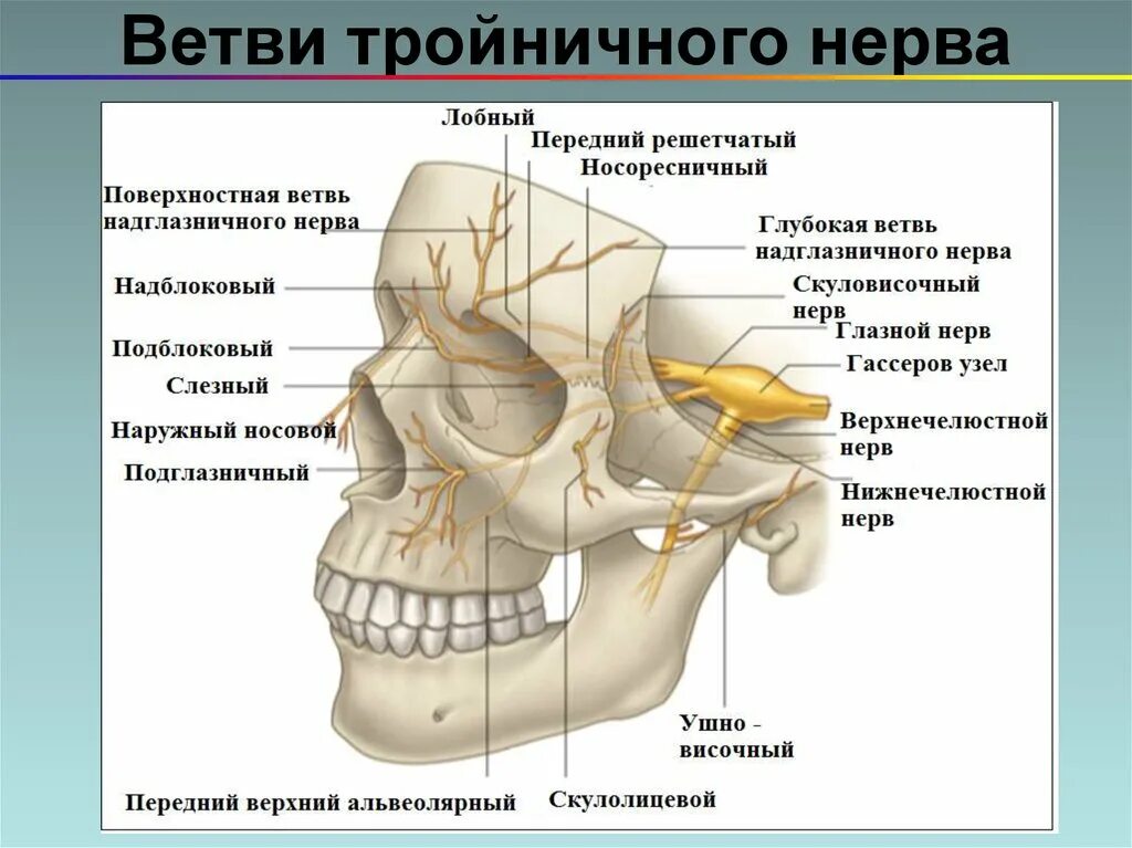 Ветви 3 ветви тройничного нерва. Глазничная ветвь тройничного нерва. Иннервация ветвей тройничного нерва. 2 И 3 ветвь тройничного нерва.