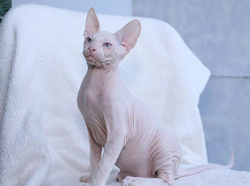 Кот породы сфинкс. Сфинкс обл. Сфинкс (порода кошек). Порода донской сфинкс. Канадский сфинкс табби.
