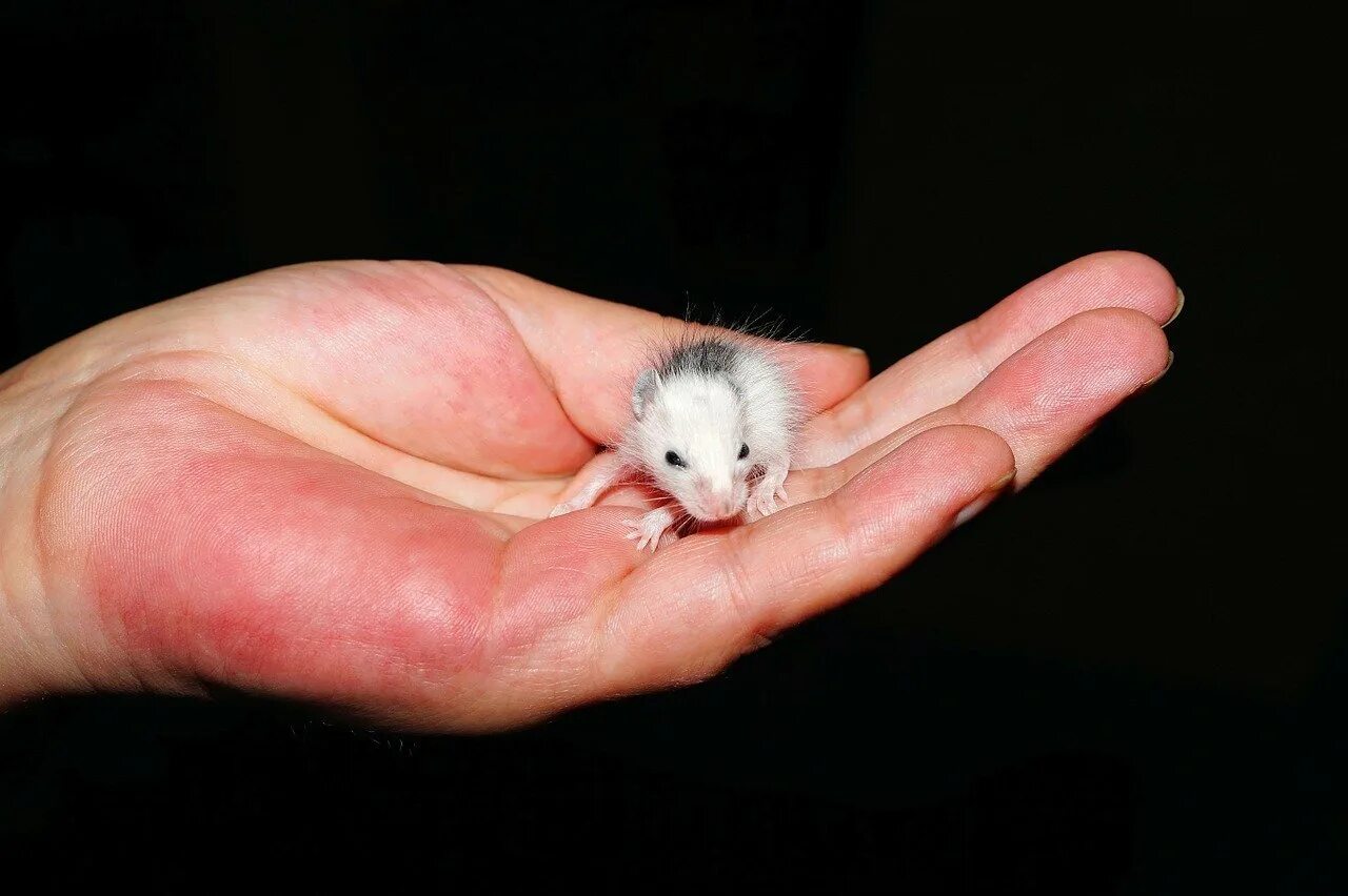 Мастомисы Аргент. Мышка на ладошке. Маленькие Грызуны. Самая маленькая мышь.