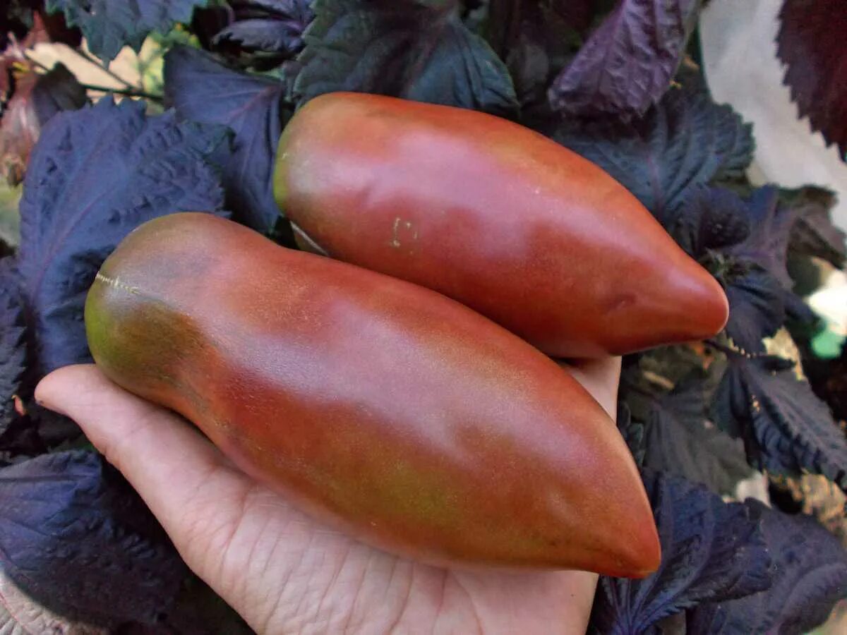 томат фиолетовый весселя. фиолетовая гордость весселя. фиолетовый весселя. фиолетовый весселя. томат фиолетовая гордость веселя.