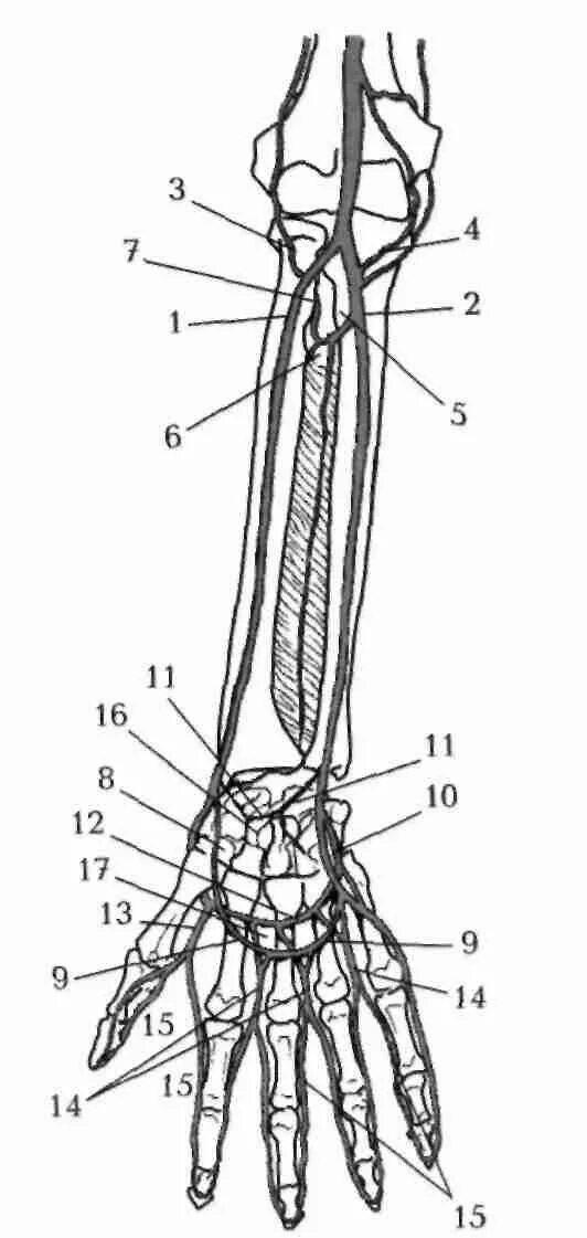 Правая лучевая артерия. Лучевая артерия схема. Межкостная ладонная артерия. Артерии предплечья схема. Локтевая артерия схема.