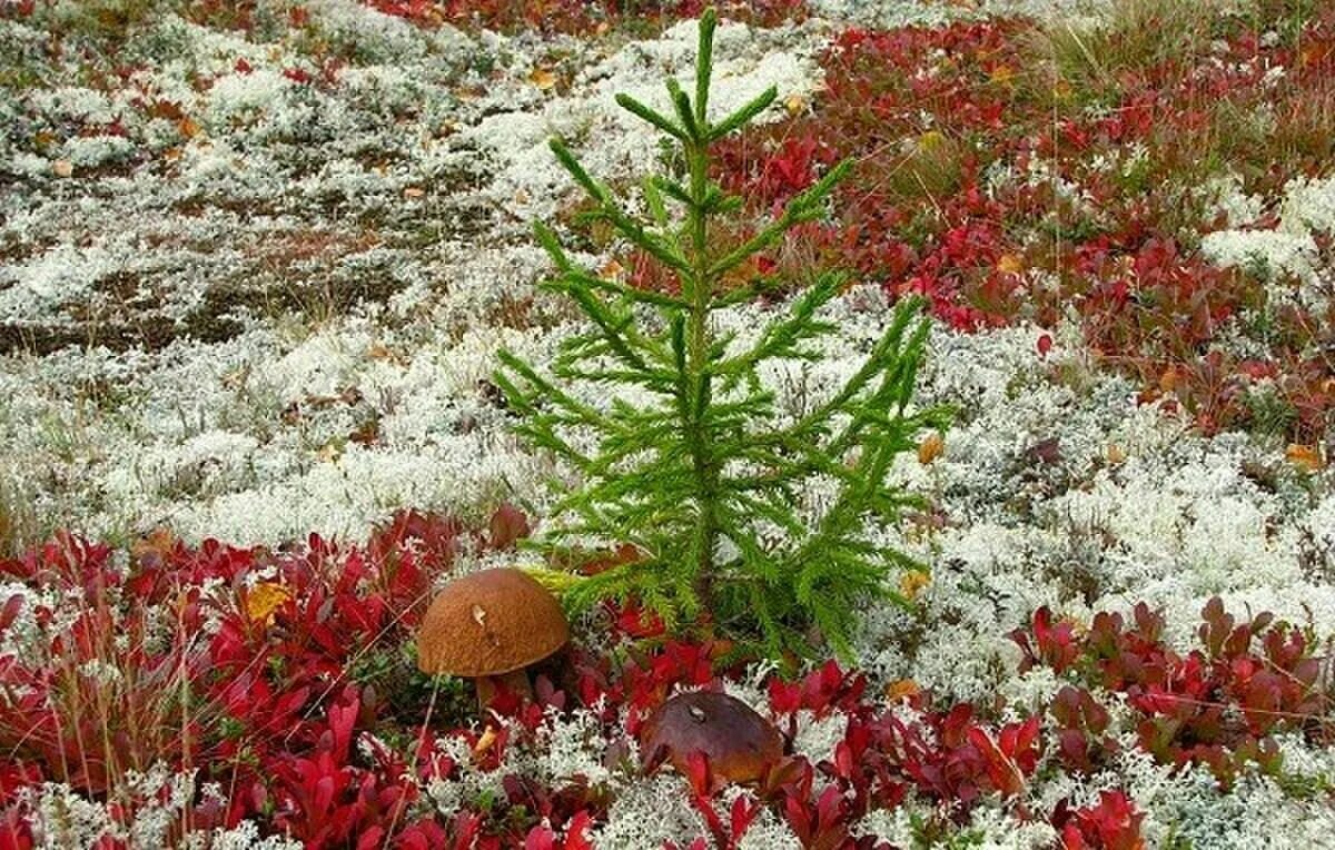 Plant north. Арктическая тундра растения. Ягель на Кольском полуострове. Ягель Таймырского заповедника. Цветущая тундра в Мурманске.