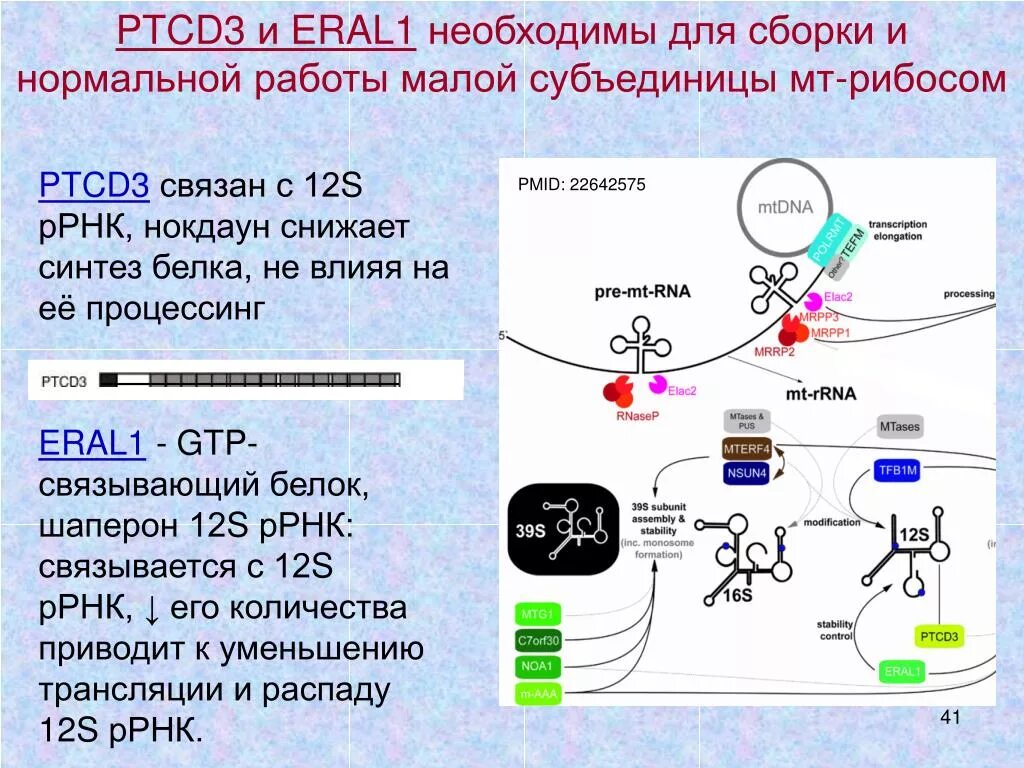 Процессинг РНК. Процессинг РНК биохимия. Синтез белка процессинг. Процессинг ТРНК У эукариот.