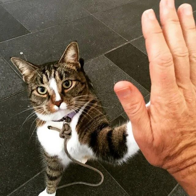 Кот дает 5. Кот дает 5. Кот дает 5. Самые умные кошки. Кошка дай пять.