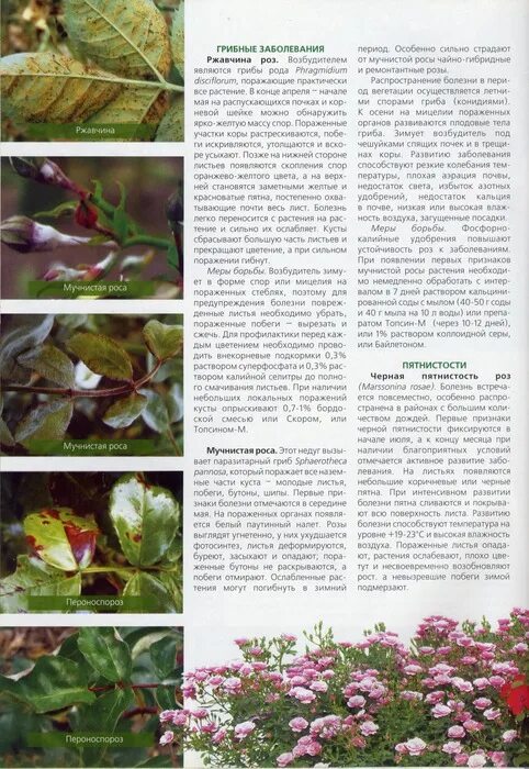 строение листа розы. описание листьев розы. описание листьев розы. листовые болезни роз. описание листьев розы.