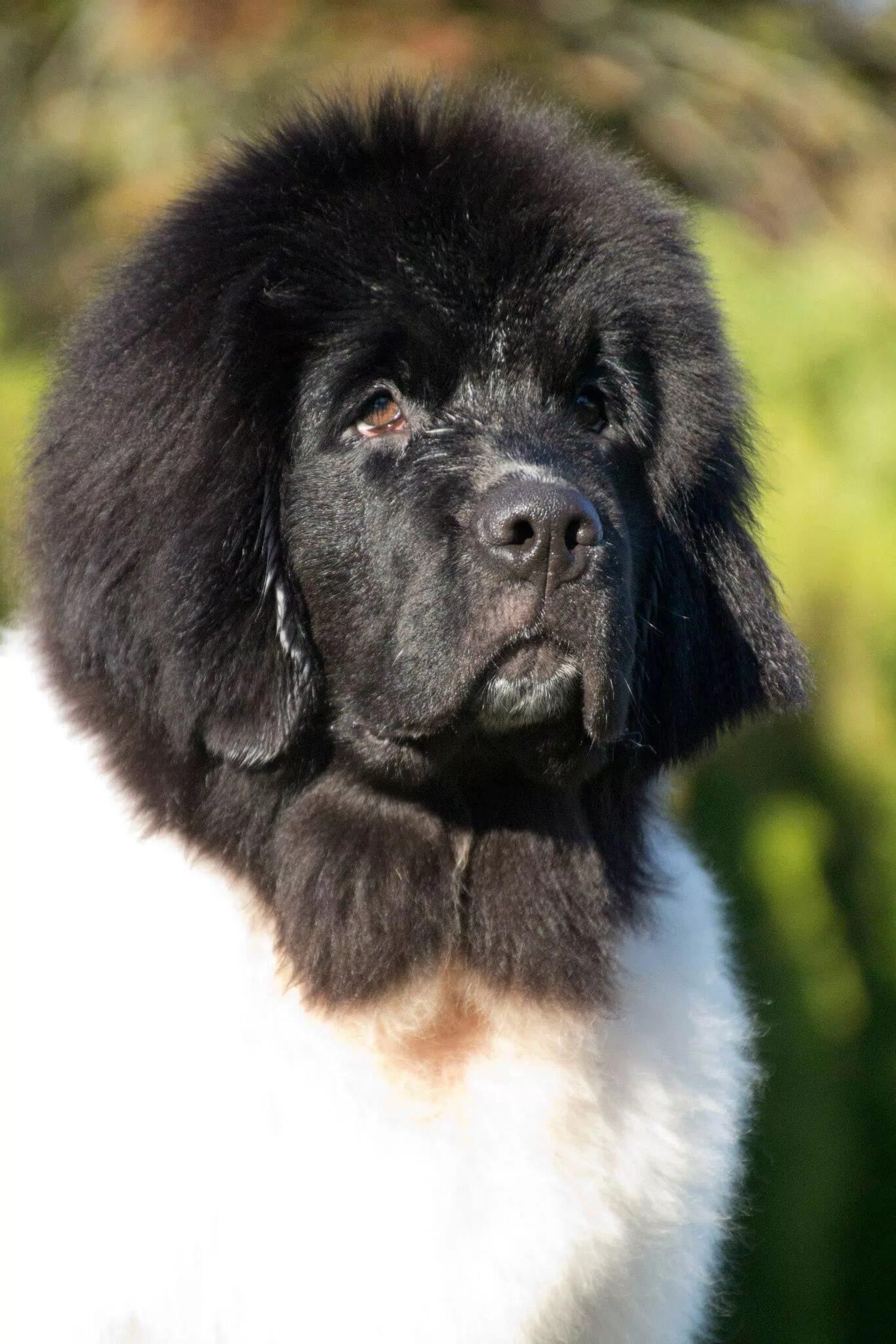 ньюфаундленд (порода собак). ньюфаундленд порода собак белый. ньюфаундленд ландсир собака. ньюфаундленд белый. ньюфаундленд порода собак белый.