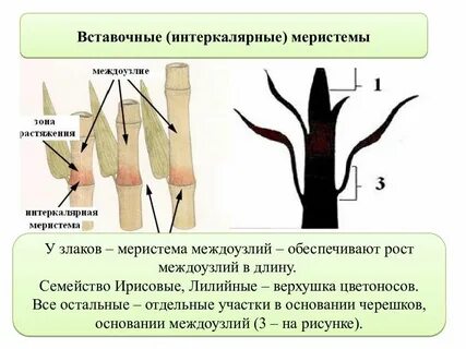Интеркалярная меристема