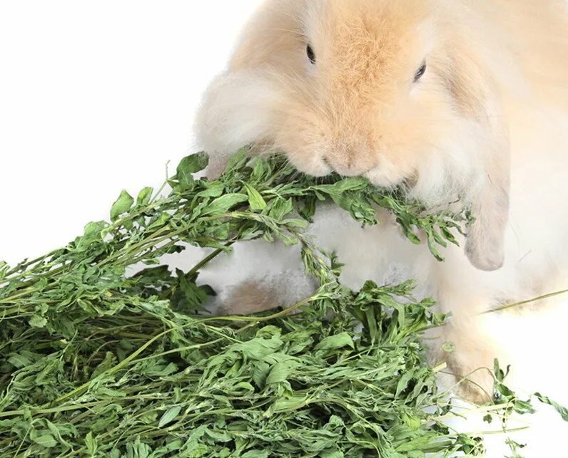 Какую траву можно давать кроликам. Кролик на травке. Зелень для кролика. Трава для кролей. Трава для корма кроликов.