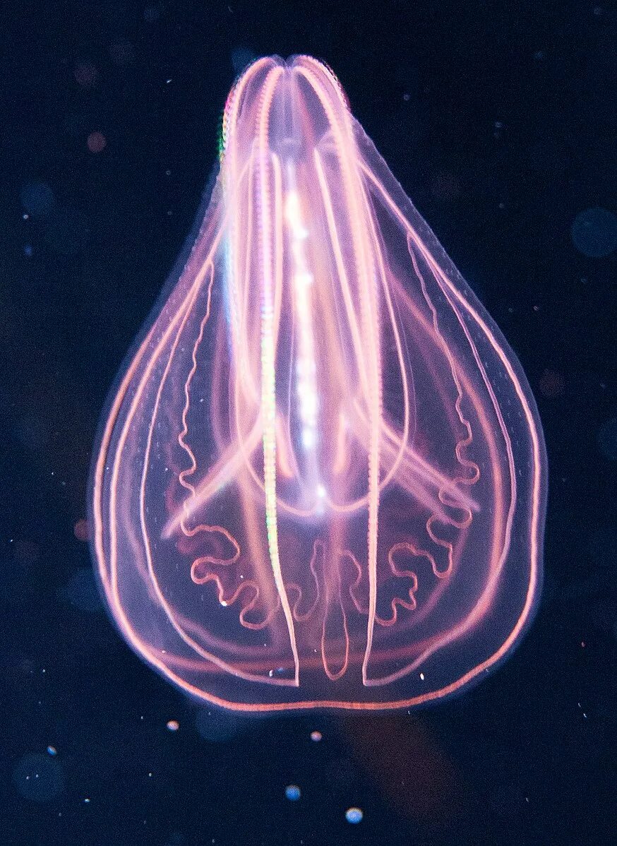 Comb jellies. Гребневик. Гребневик морской. Мнемиопсис медуза. Мнемиопсис медуза в черном море.