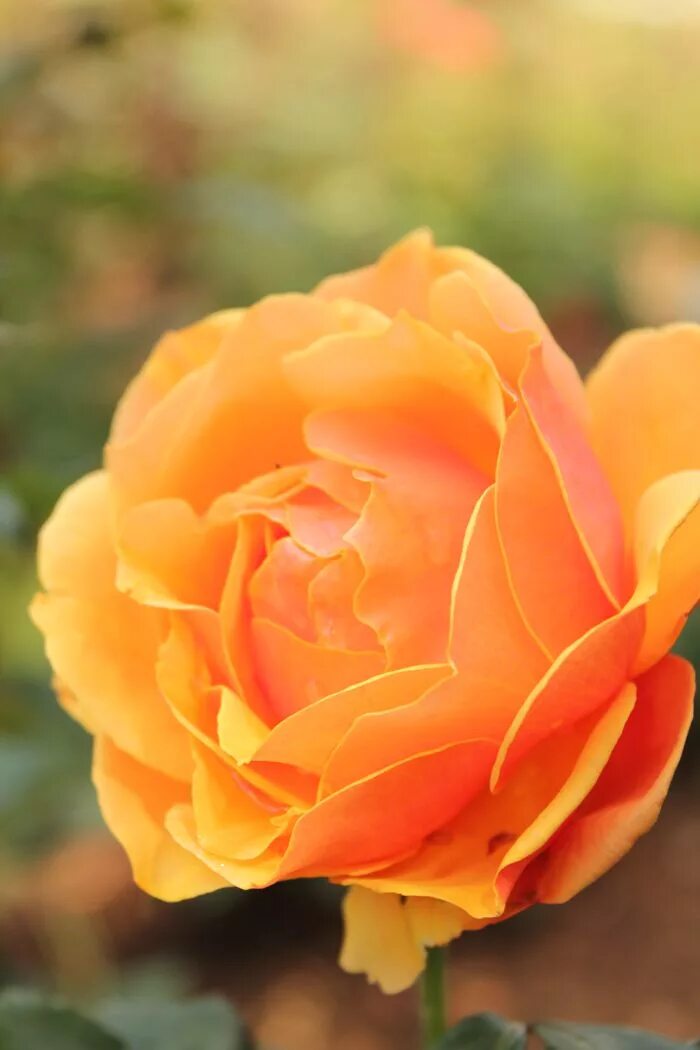 Sunday rose. Sunday rose
