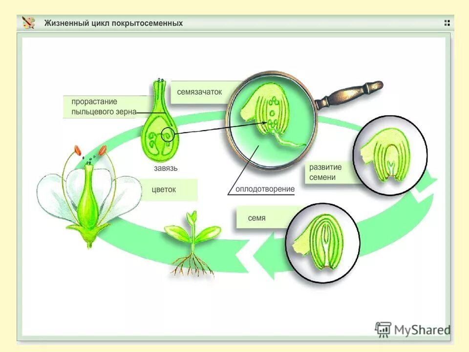 Цикл развития покрытосеменных схема. Размножение цветкового растения схема. Цикл развития покрытосеменных растений схема. Схема полового размножения покрытосеменных цветковых растений.