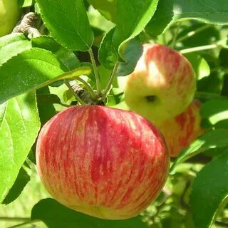 Саженец коричное полосатое