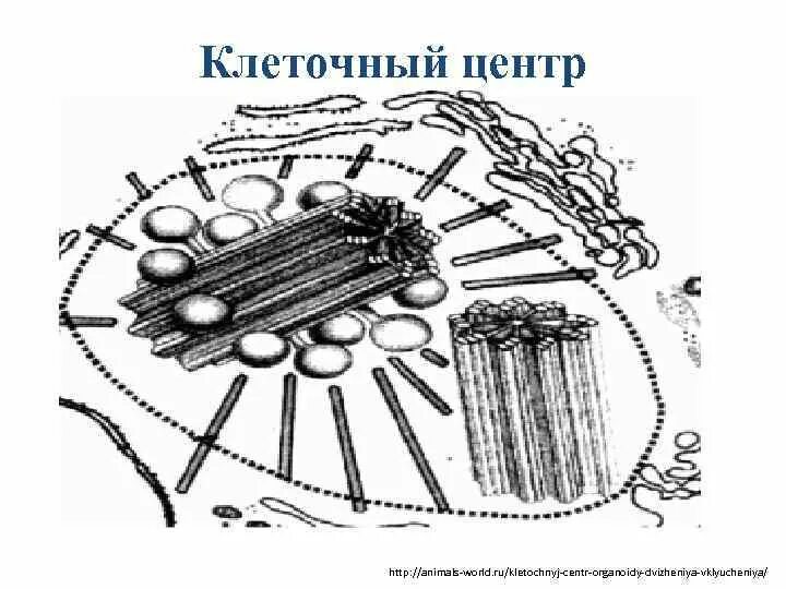 Клеточный центр отсутствует. Микротрубочки эукариотической клетки. Клеточный центр эукариотической клетки рисунок. Центриоли строение.