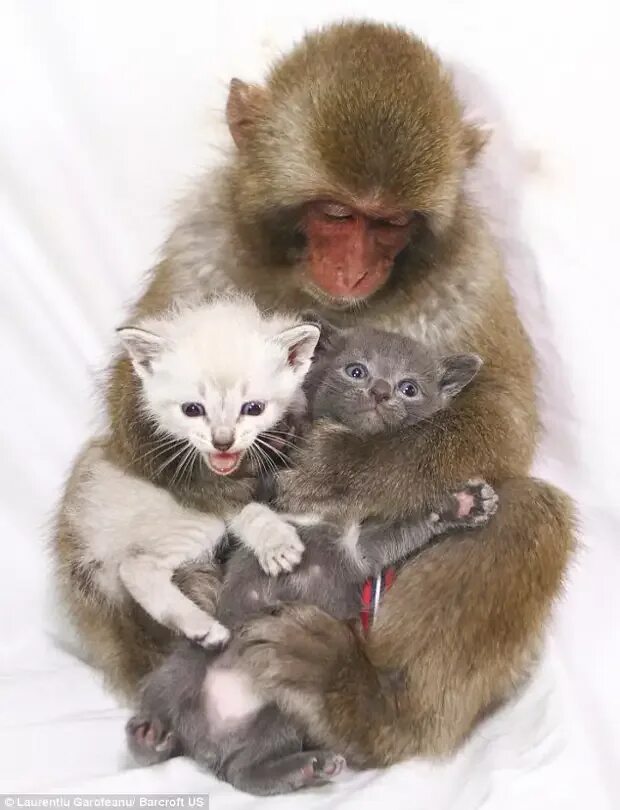 Обезьяна и кошка. 3 кота обезьянка. 3 кота обезьянка. Мартышковые приматы. Обезьяны обнимаются.
