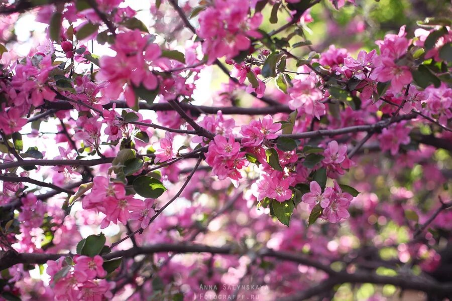 Дерево цветет розовым цветом название. Плодовое дерево с розовыми цветами. Дерево цветет розовыми цветами. Цветущее дерево розовыми цветками. Деревья цветущие в мае розовыми цветами.