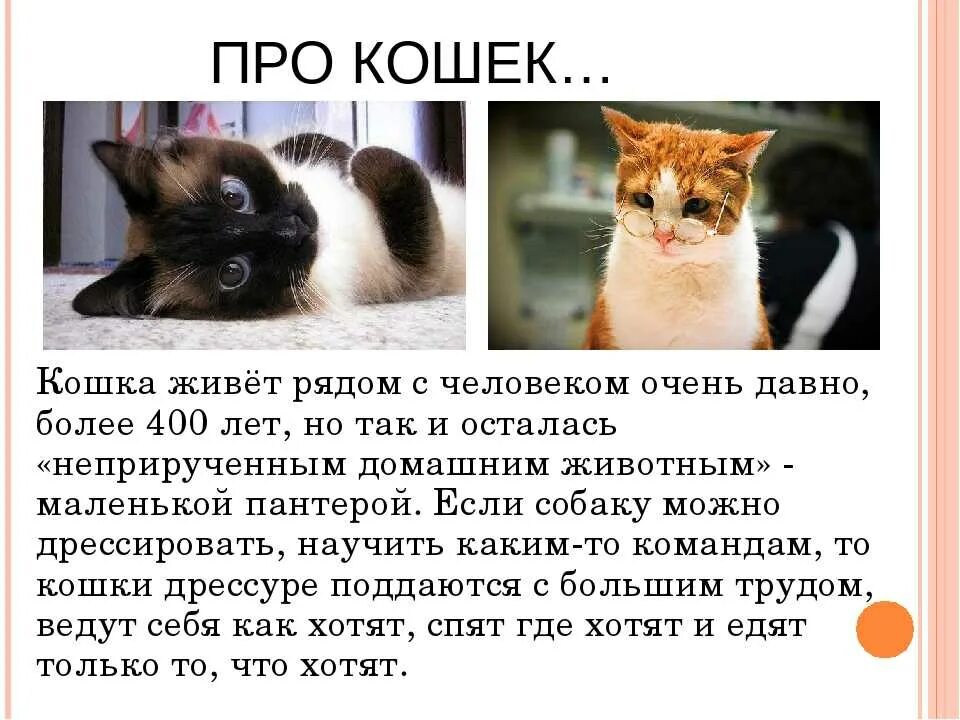 Сообщение о кошке. Рассказ про кошку. Доклад про кошек и собак. Доклад про кошек. Текст описание про кошку 2 класс