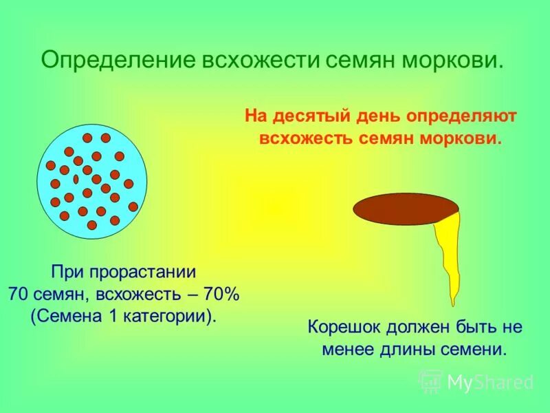 Проверка семян на всхожесть в соленой. Определение всхожести семян. Оценка всхожести семян. Как определить всхожесть семян. Как определяется всхожесть семян.