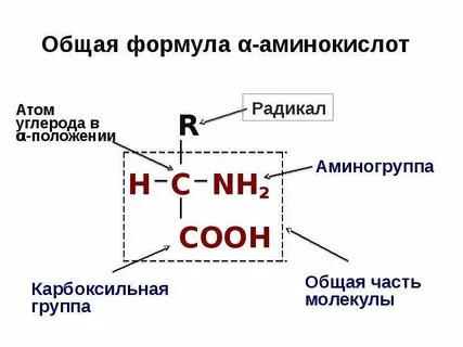 Общая формула аминокислот
