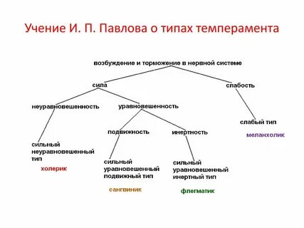 Типы темперамента человека по павлову