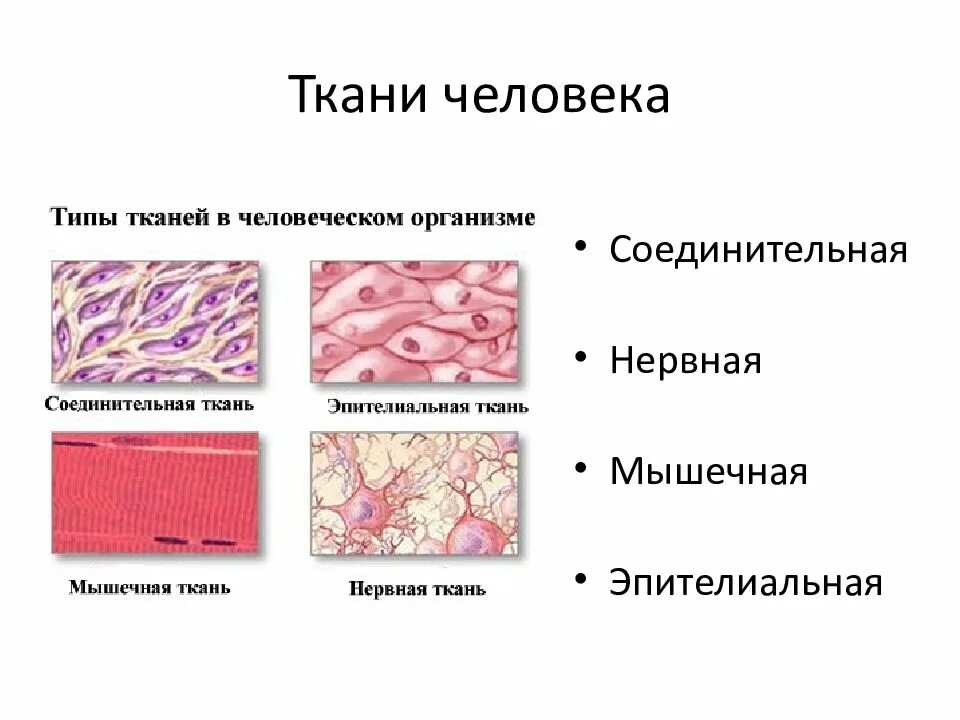 Строение ткани человека схема. Эпителиальная ткань и соединительная биология 8 класс.