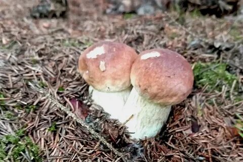 Грибы рыбное