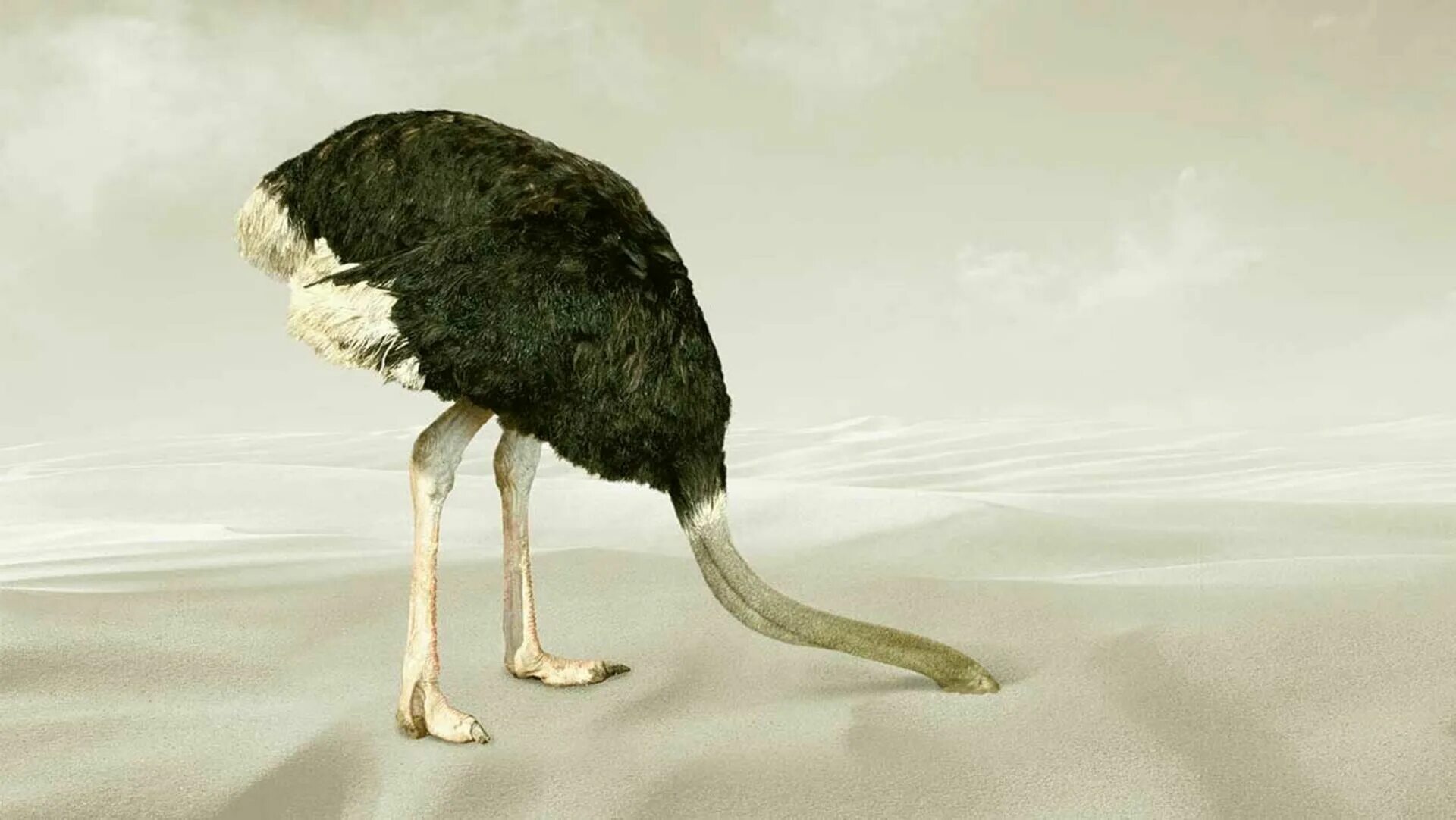 Страус голову в песок. Страус в песке. Страусиная политика. Поза страуса.