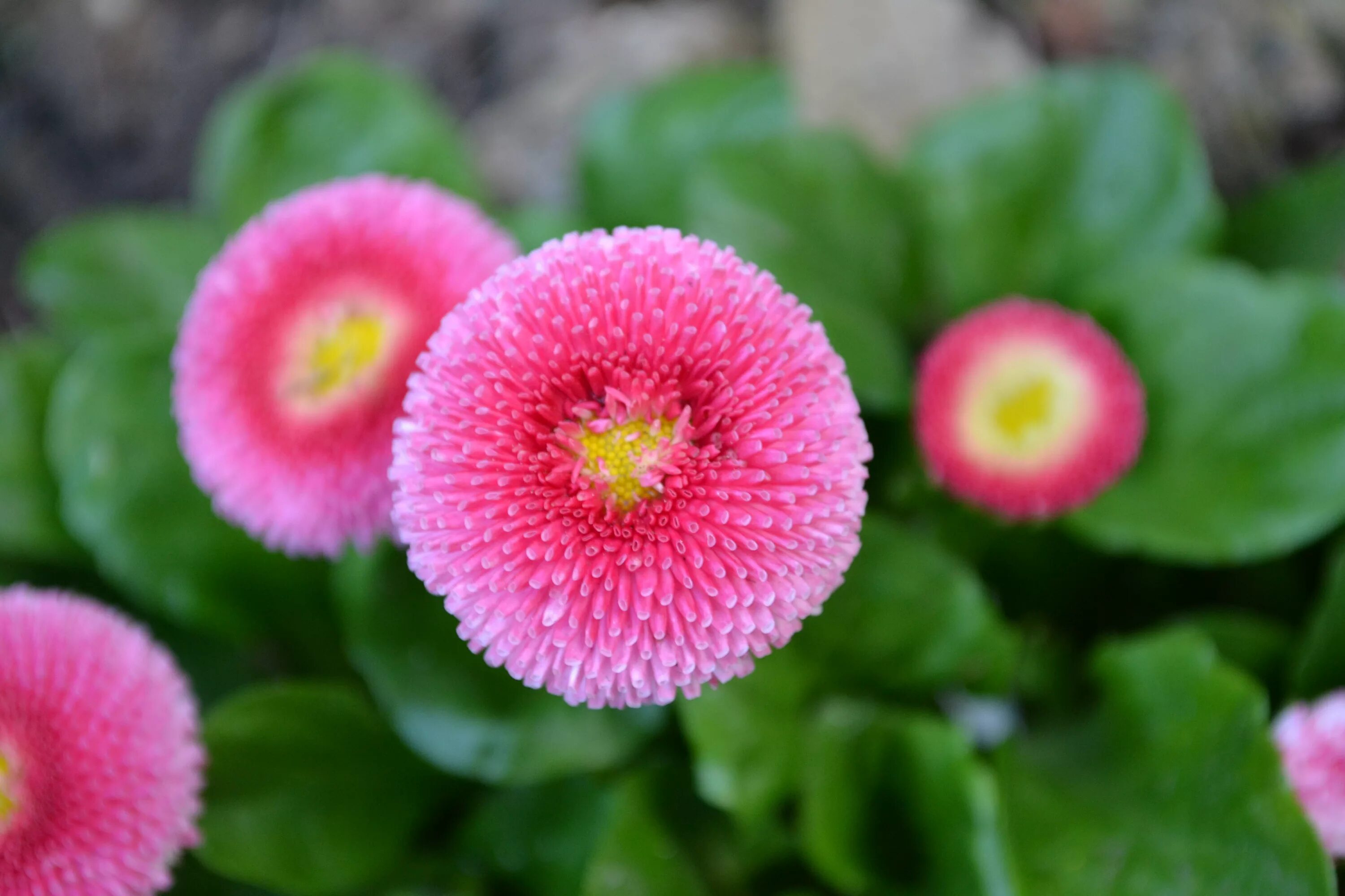 Маргаритка Bellis perennis. Маргаритка Беллис растение. Bellis perennis цветок. Маргаритка помпонная. Маргаритки цветы выращивание