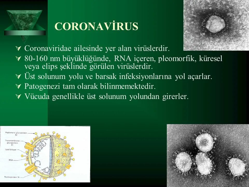 Коронавирус строение. Коронавирус презентация. Структура коронавируса. Coronaviridae вирусы. Коронавирус клиника