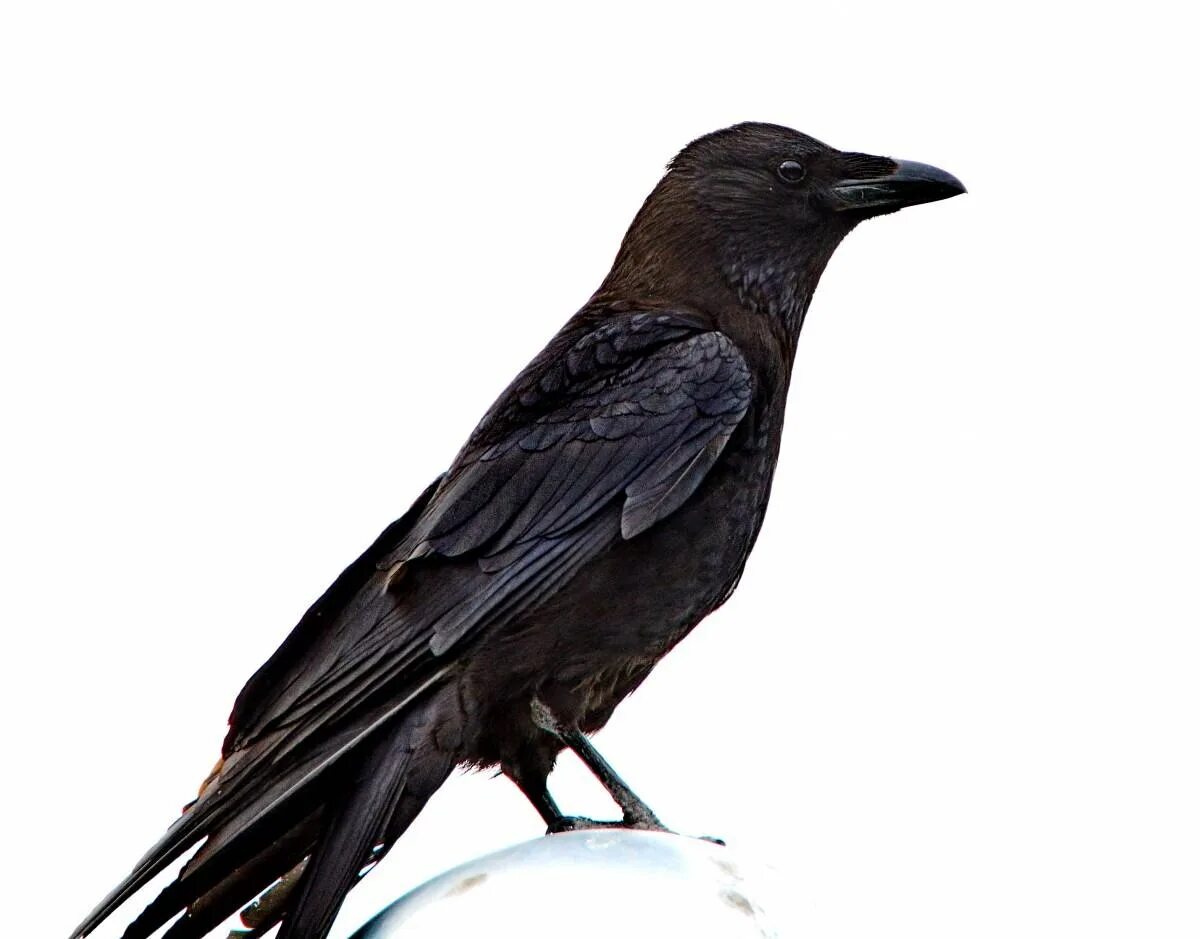 Чёрная воро́на Corvus Corone. Черная ворона - Corvus Corone. Корвус карга. Ворона на белом фоне. Ала карга