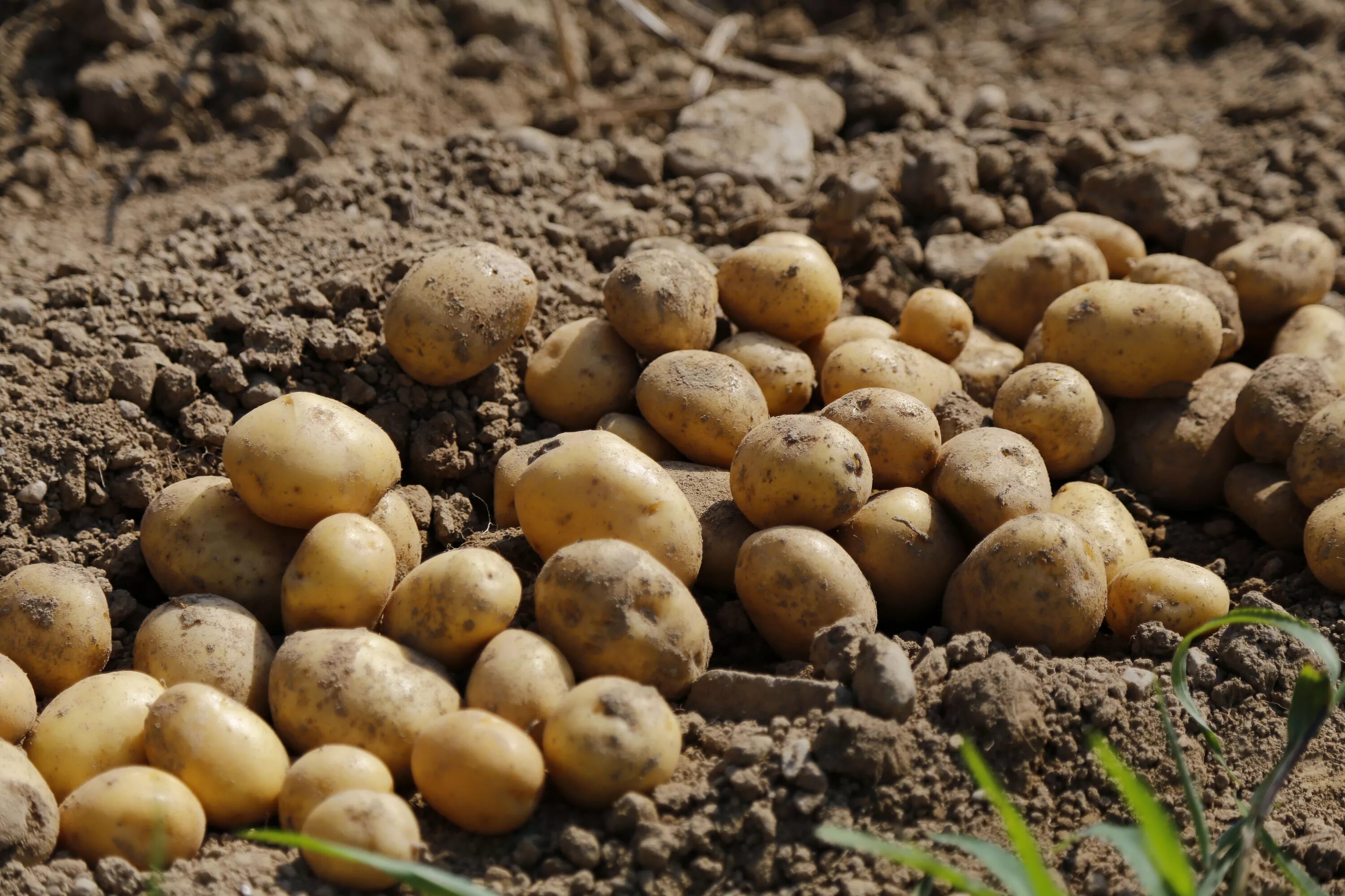 Почва урожай картофеля