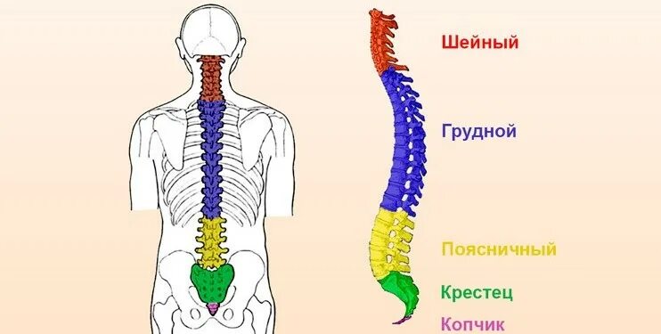 Поясница хей