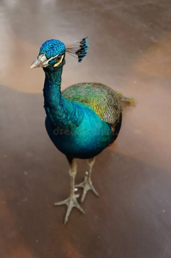 Peacock Female on Display - Peahen Bird - YouTube