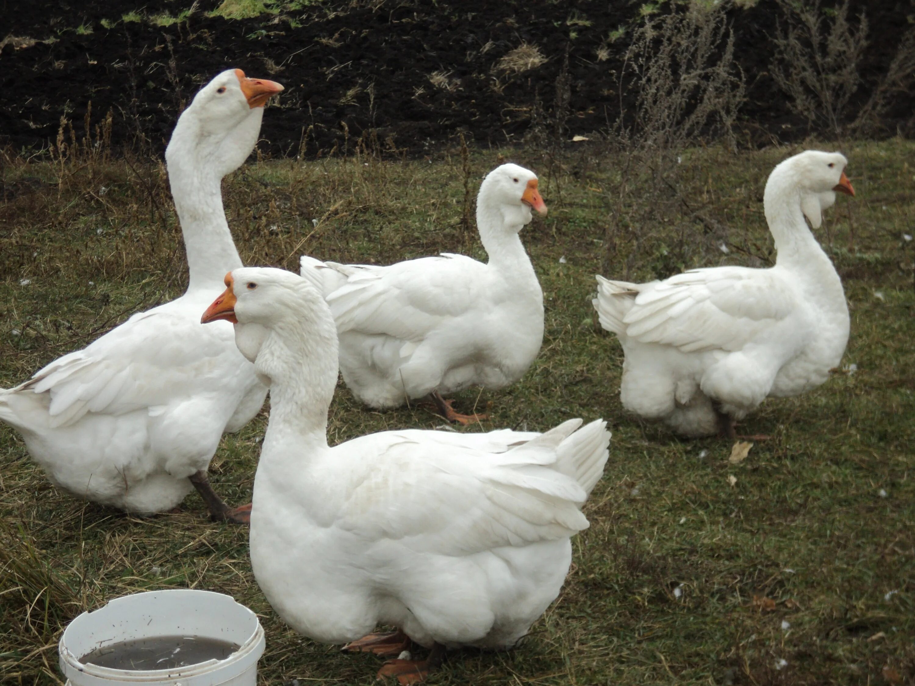 Уральские белые гуси. Уральский белый. Уральский белый. Уральский белый. Порода гусей львиная голова.