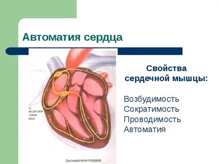 Свойство автоматизма
