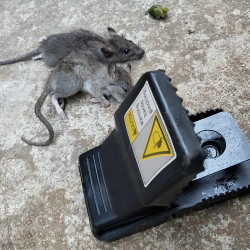 Мышь control. ЛОВУШКА для мышей. ЛОВУШКА для крыс. Мышь в мышеловке.