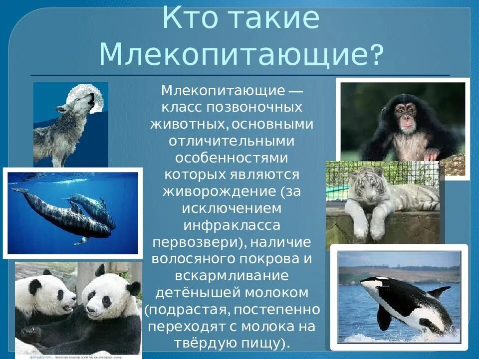 Являются ли млекопитающие животными
